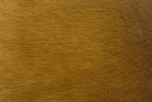 Lynx Ginger (Deluxe)